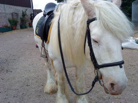 High Cross Equestrian Centre-Lutterworth必去景点