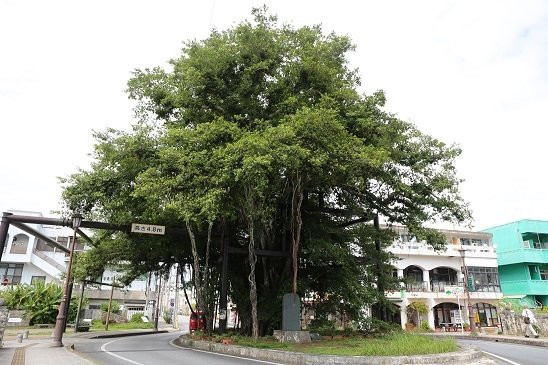 Nago Himpun Banyan Tree-名护市必去景点