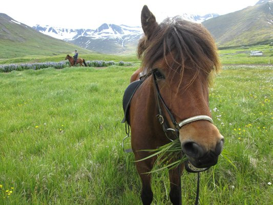 Fjallahestar-Siglufjordur必去景点