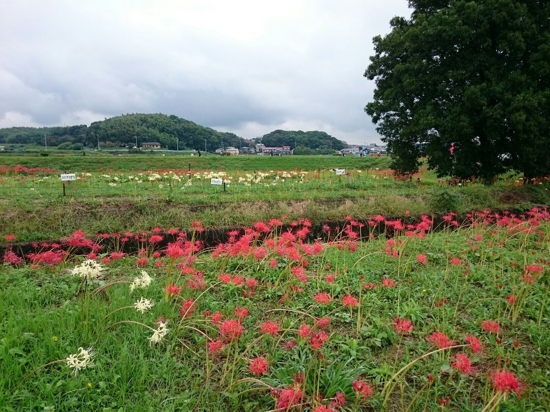 Niimi Nankichi Memorial Museum-半田市必去景点