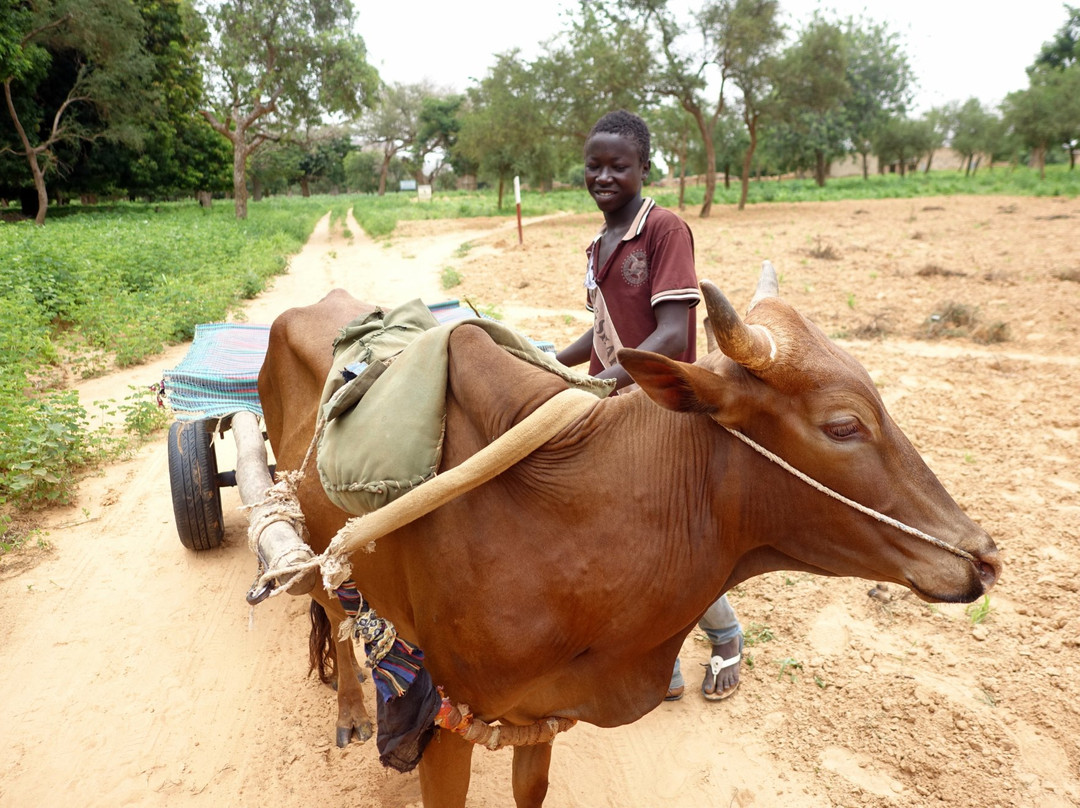 邦贾加拉悬崖-Mopti必去景点