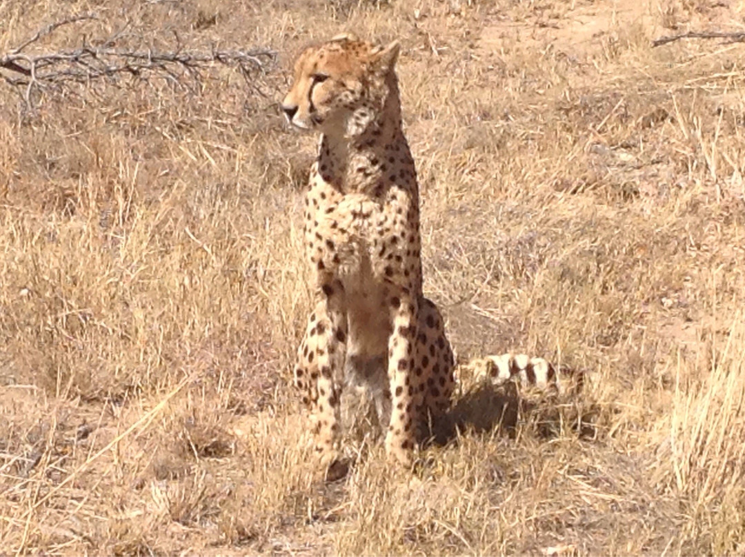 De Wildt Shingwedzi Cheetah Ranch-贝拉贝拉必去景点