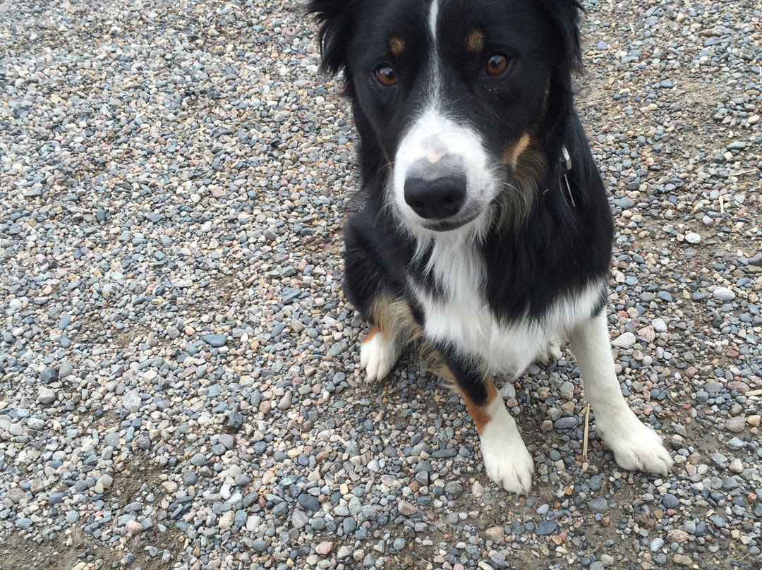 Silvertip Lodge Motel主图