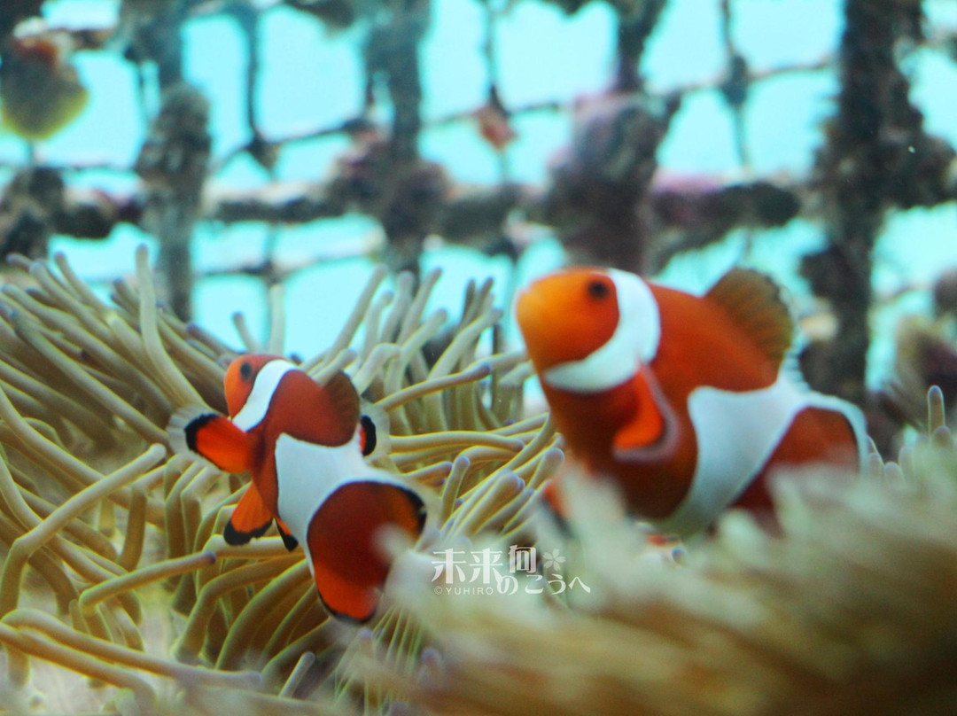 名护市旅游景点-部濑名海中公园