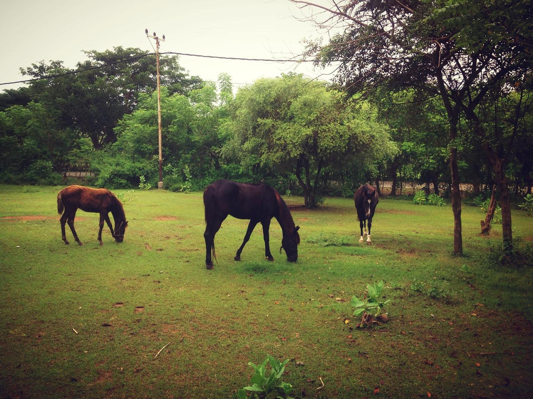 Kuta Horses-Kuta必去景点
