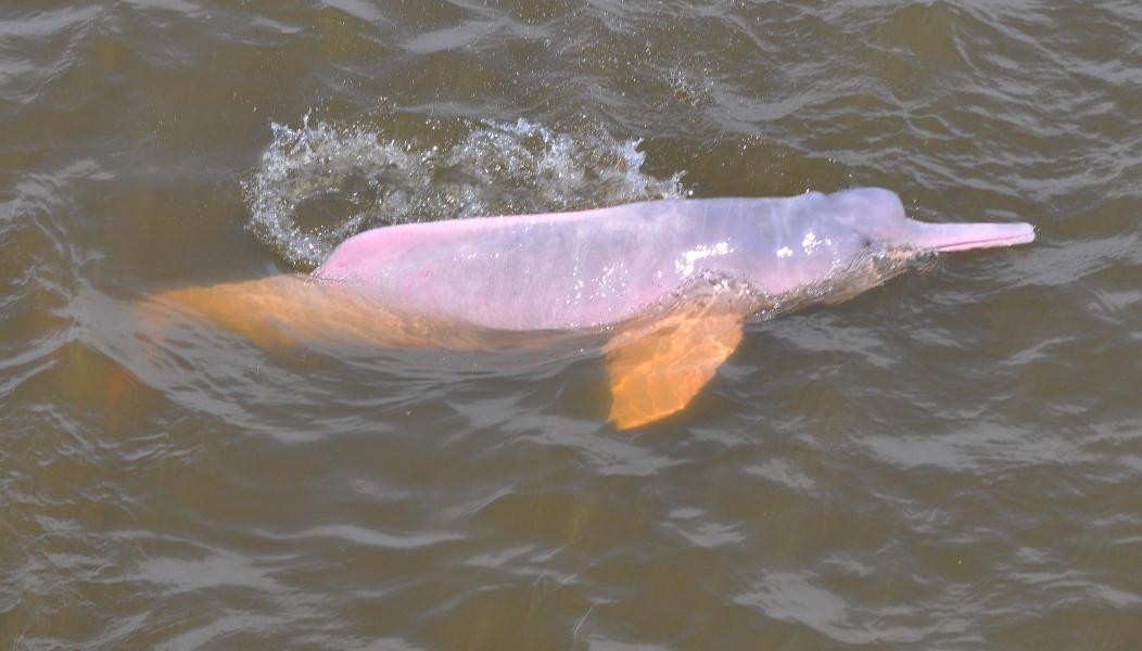 Maica Lake-Santarem必去景点