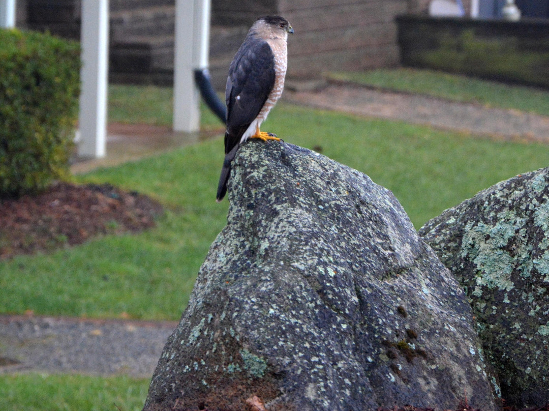 Visit Lake Norman-科尼利厄斯必去景点