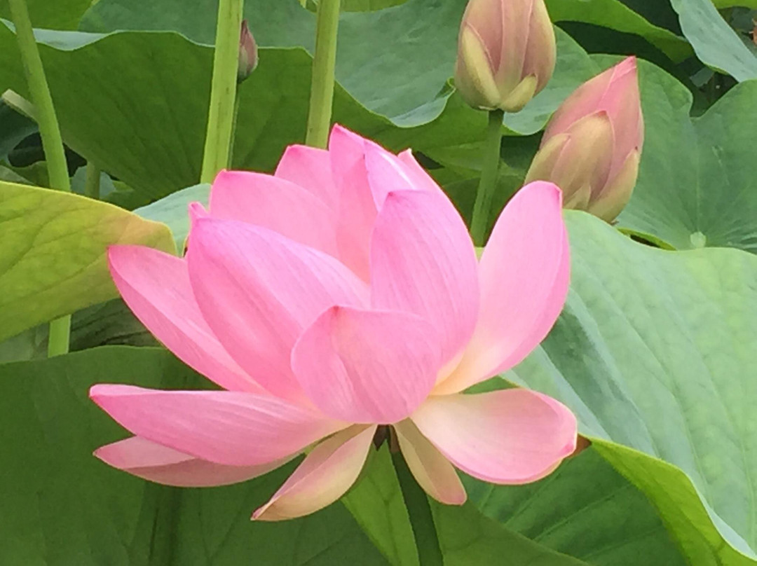 Lotus Lake-海参崴必去景点