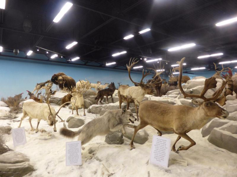 Rosenbruch World Wildlife Museum-圣乔治必去景点