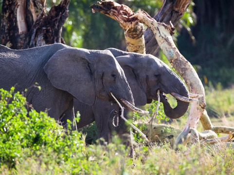 Mauly Tours & Safaris