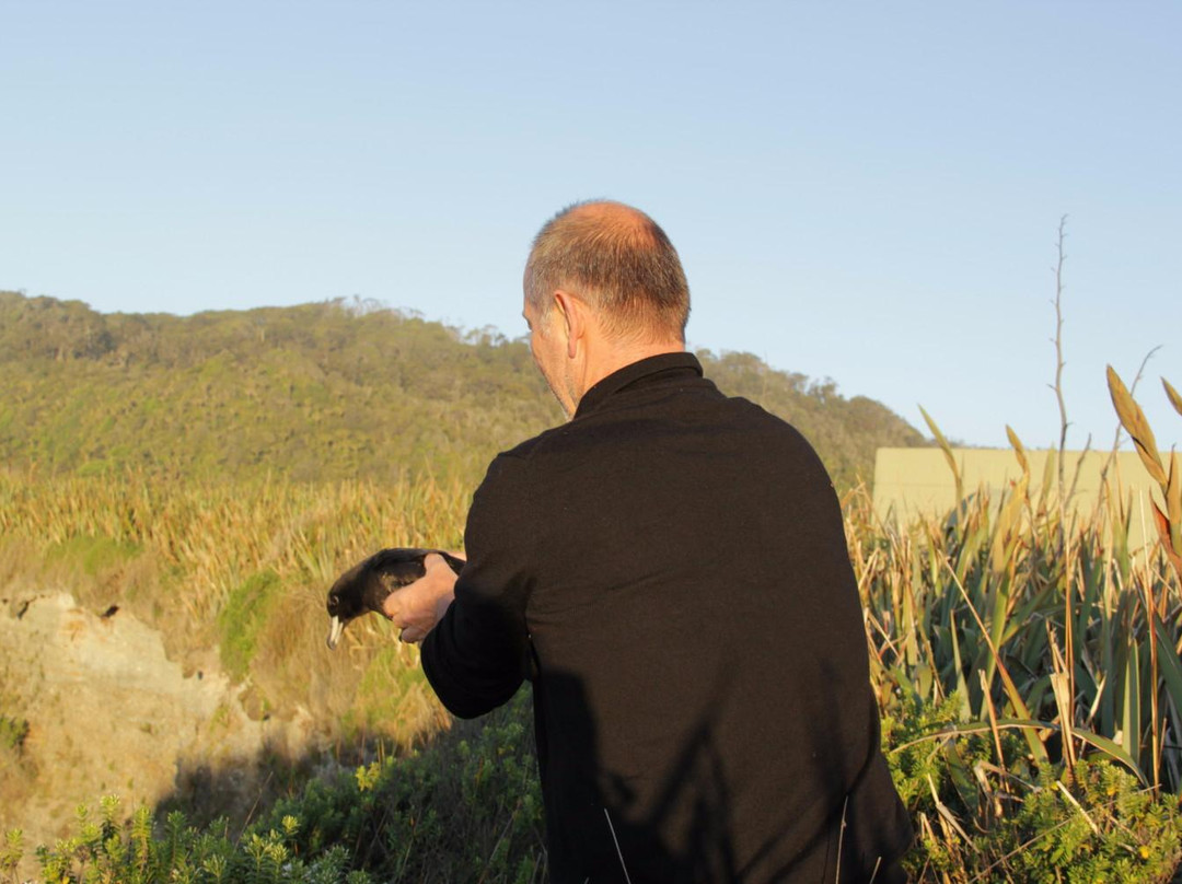 Petrel Colony Tours-普纳凯基必去景点