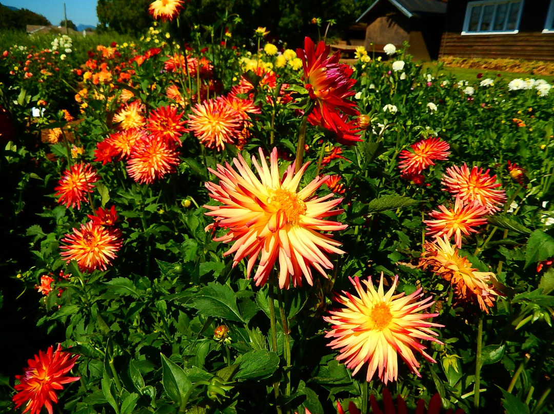 Ferncliff Gardens-米逊必去景点