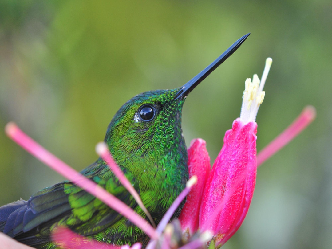 Aves Internacionales Colombia景点图片