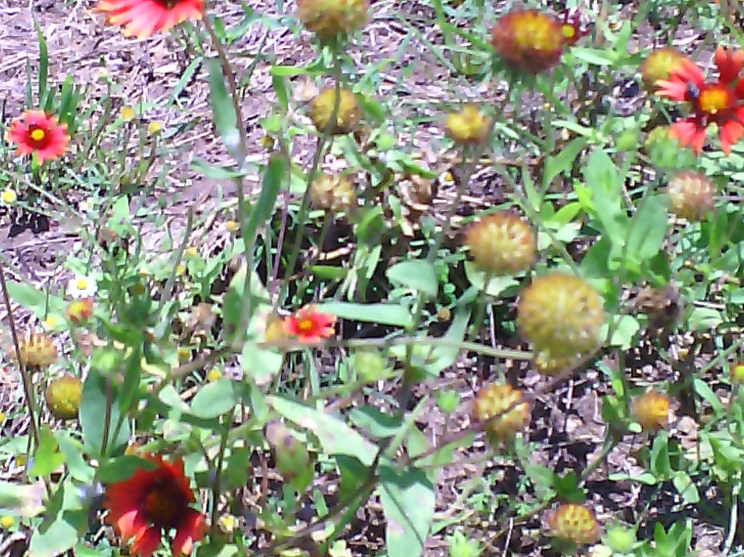 Lake Corpus Christi State Park-Mathis必去景点