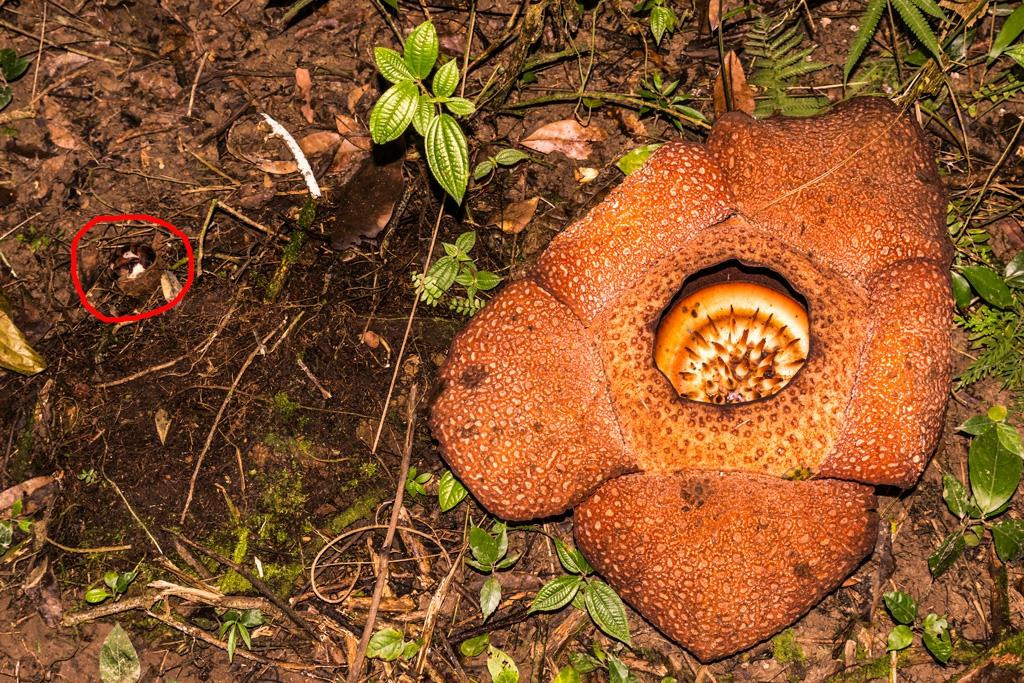 Kokob Rafflesia Conservation Garden景点图片