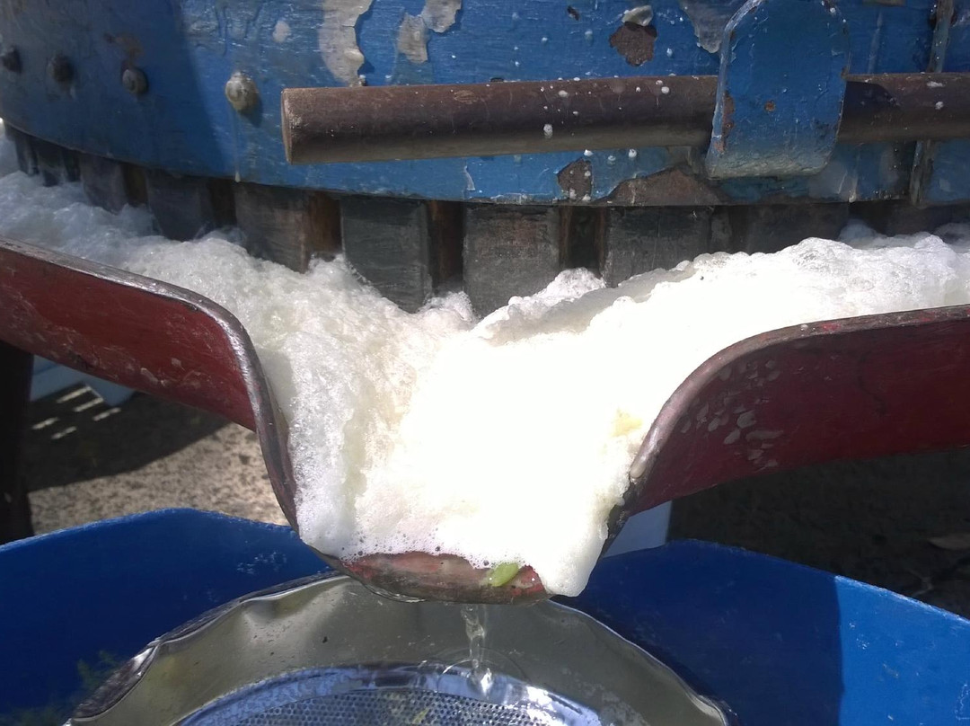 Shedleys-布里奇敦必去景点