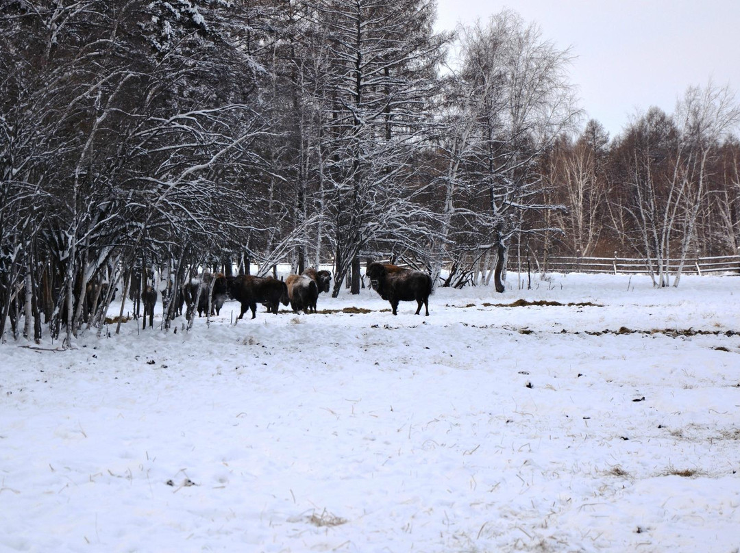 Farm of Wood Buffalos Ust-Buotama景点图片