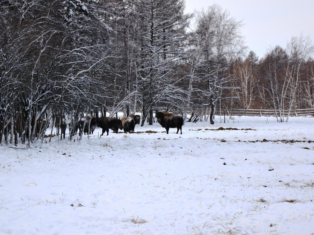 Farm of Wood Buffalos Ust-Buotama-雅库茨克必去景点