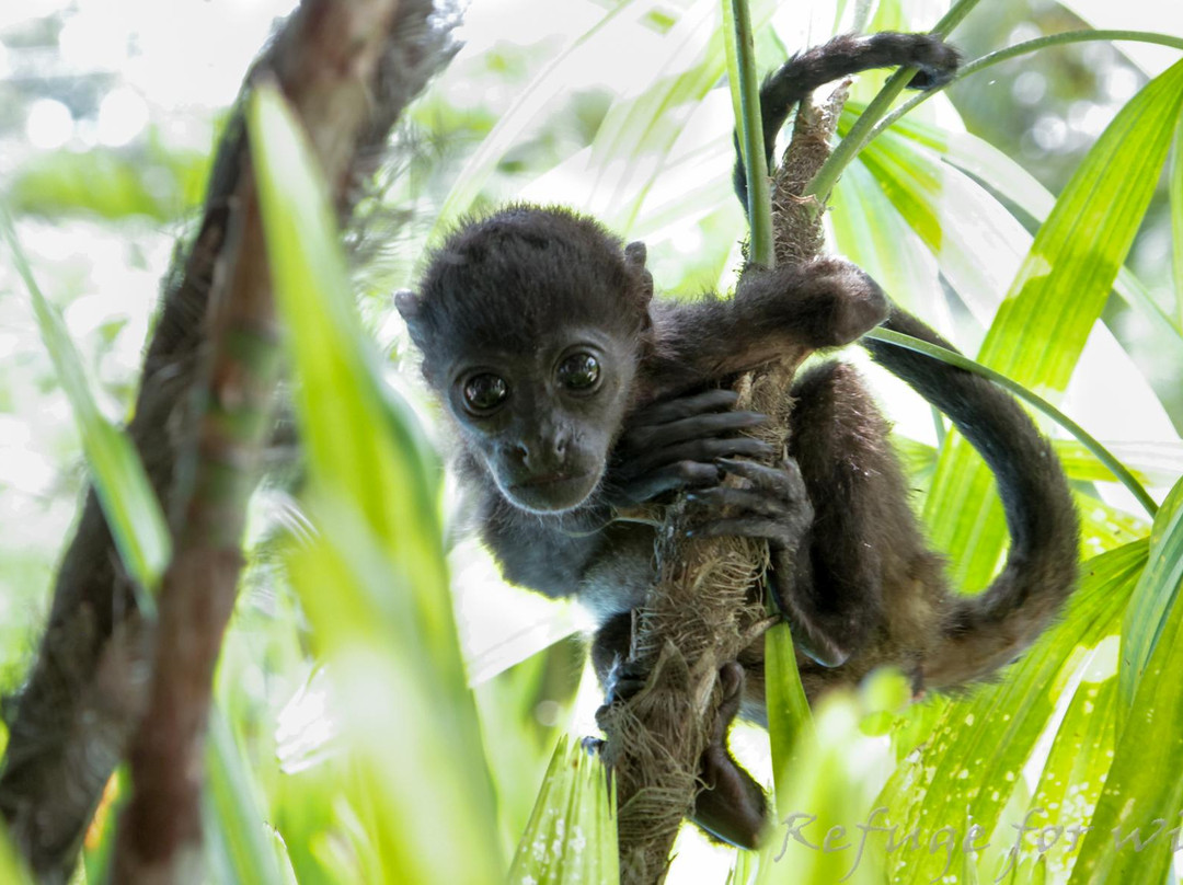 International Animal Rescue Costa Rica景点图片