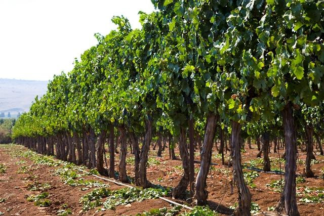 Ramot Naftaly Winery-Ramot Naftali必去景点