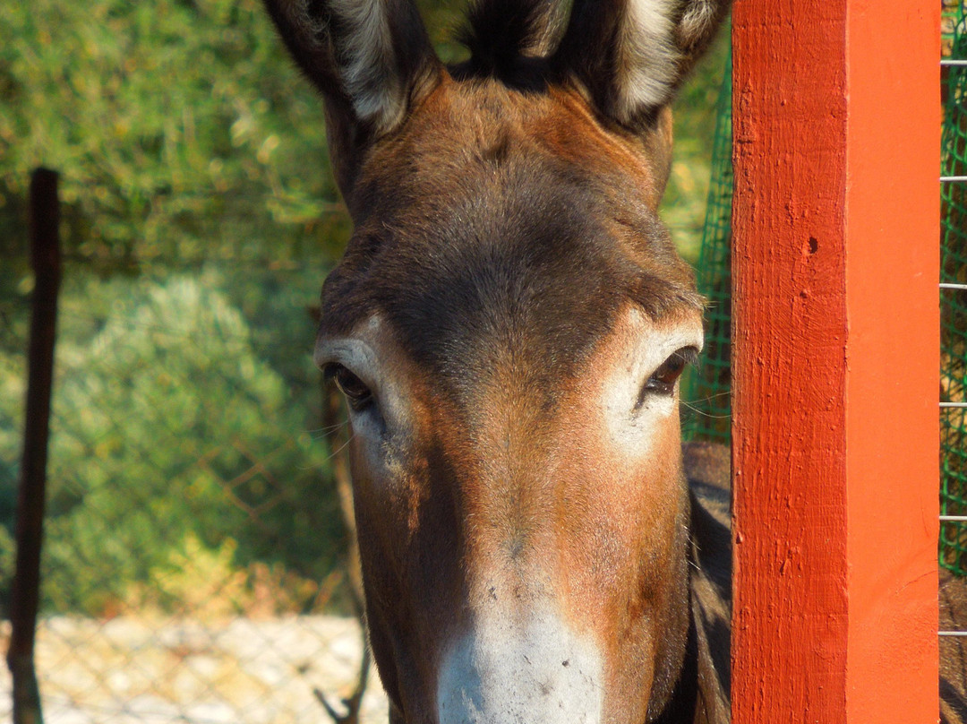 Donkey Trekking Kefalonia-萨米必去景点