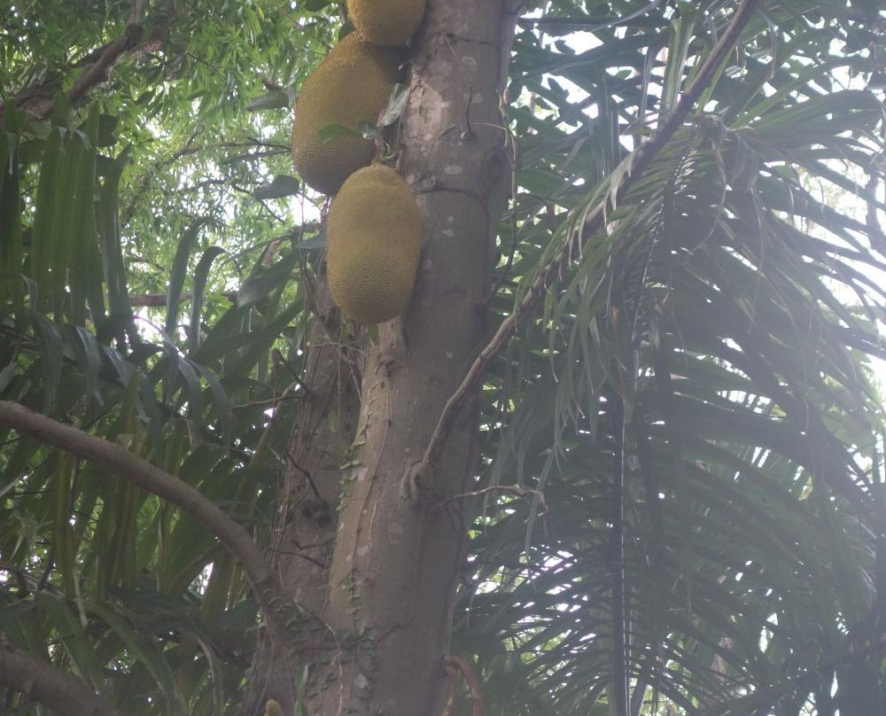 Tropical Agriculture Research Station-Mayaguez必去景点