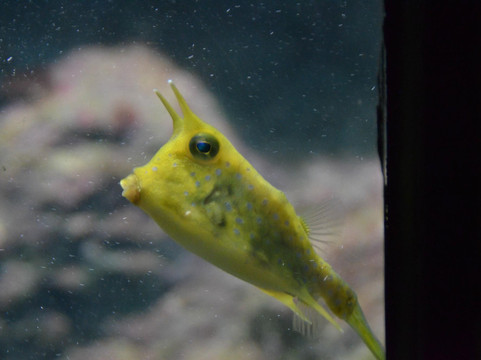 普吉水族馆-普吉岛必去景点