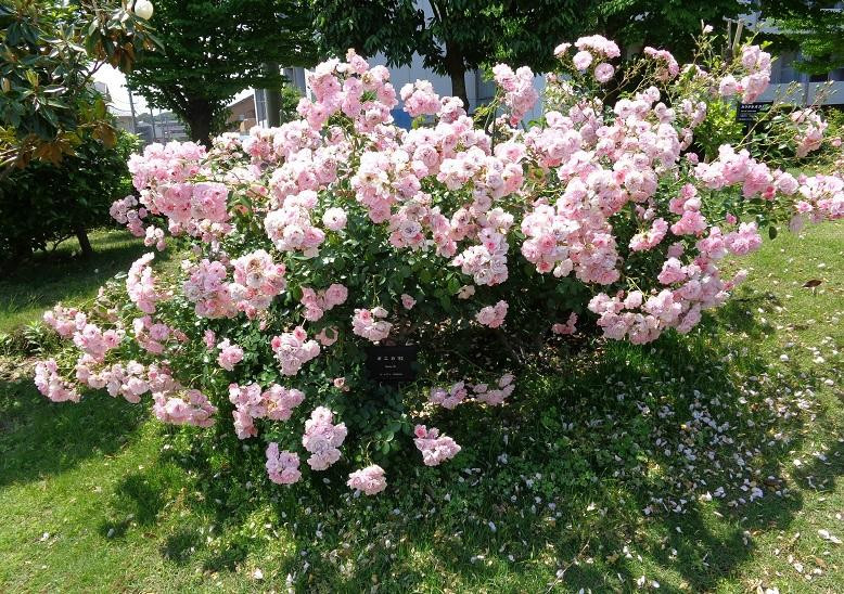 Hogashi Matsudo Yui no Hana Park-松户市必去景点