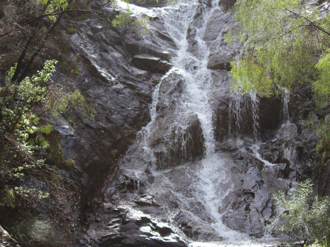 Beedelup National Park-彭伯顿必去景点