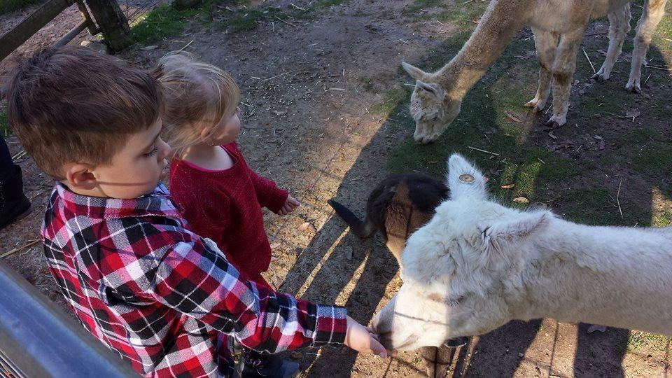 Denmark Animal Farm & Pentland Alpaca Stud景点图片