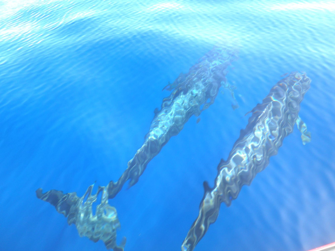 Ocean Explorer-洛斯·吉甘特斯必去景点