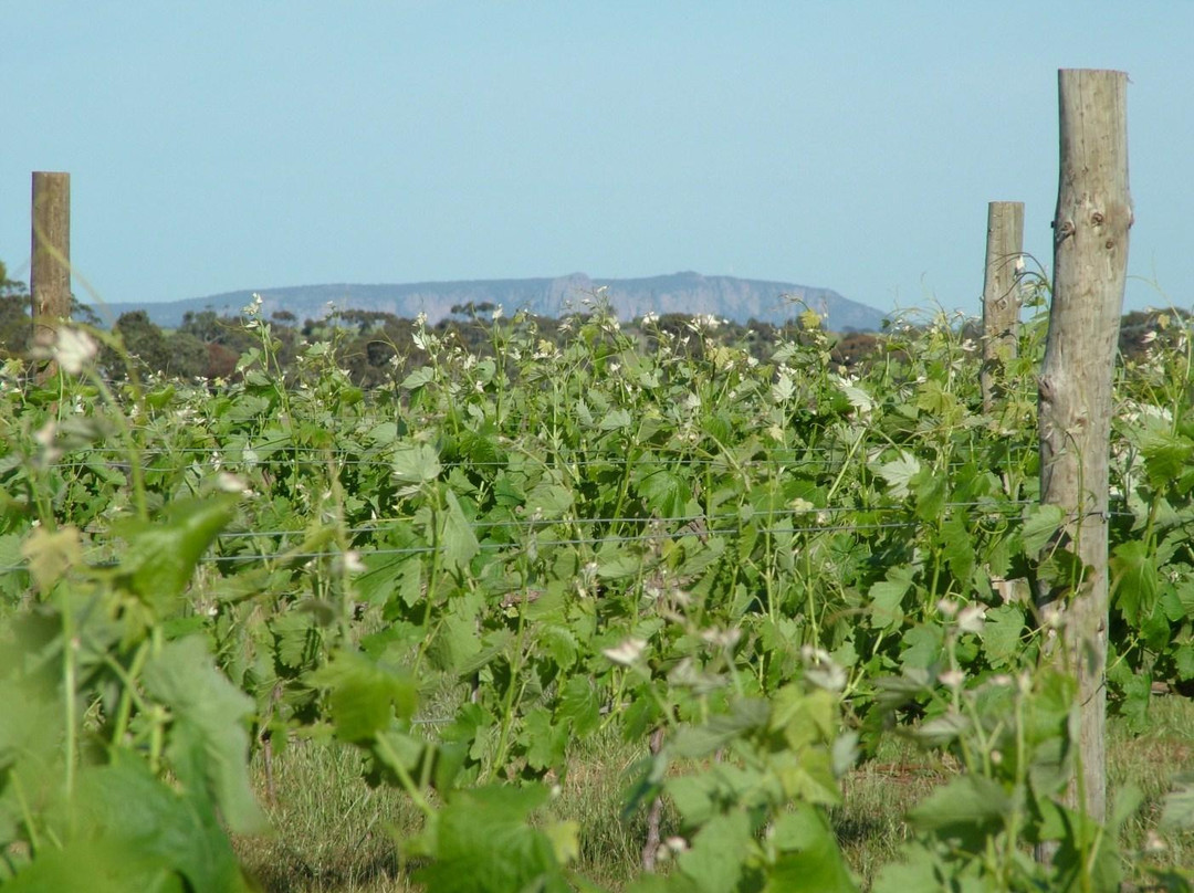 Barangaroo Boutique Wines-Lower Norton必去景点