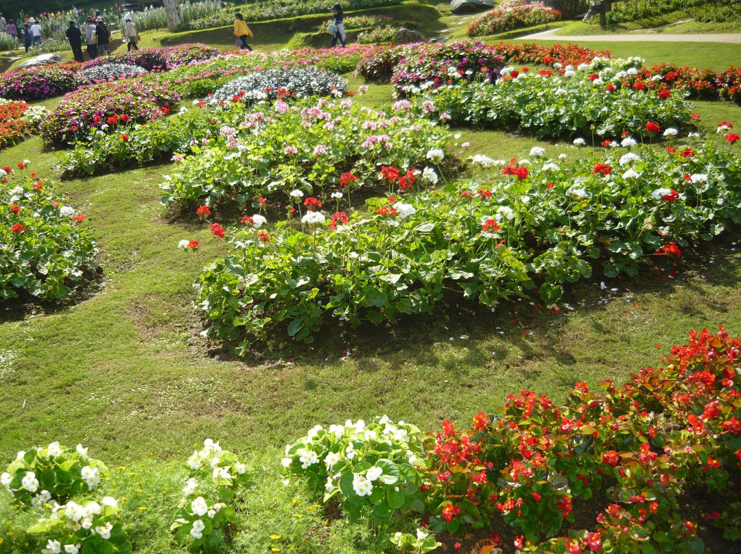 Doi Tung-夜发銮必去景点