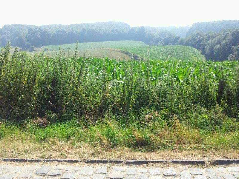 Flanders Bicycle Route Blue Loop-乌登纳亚德必去景点