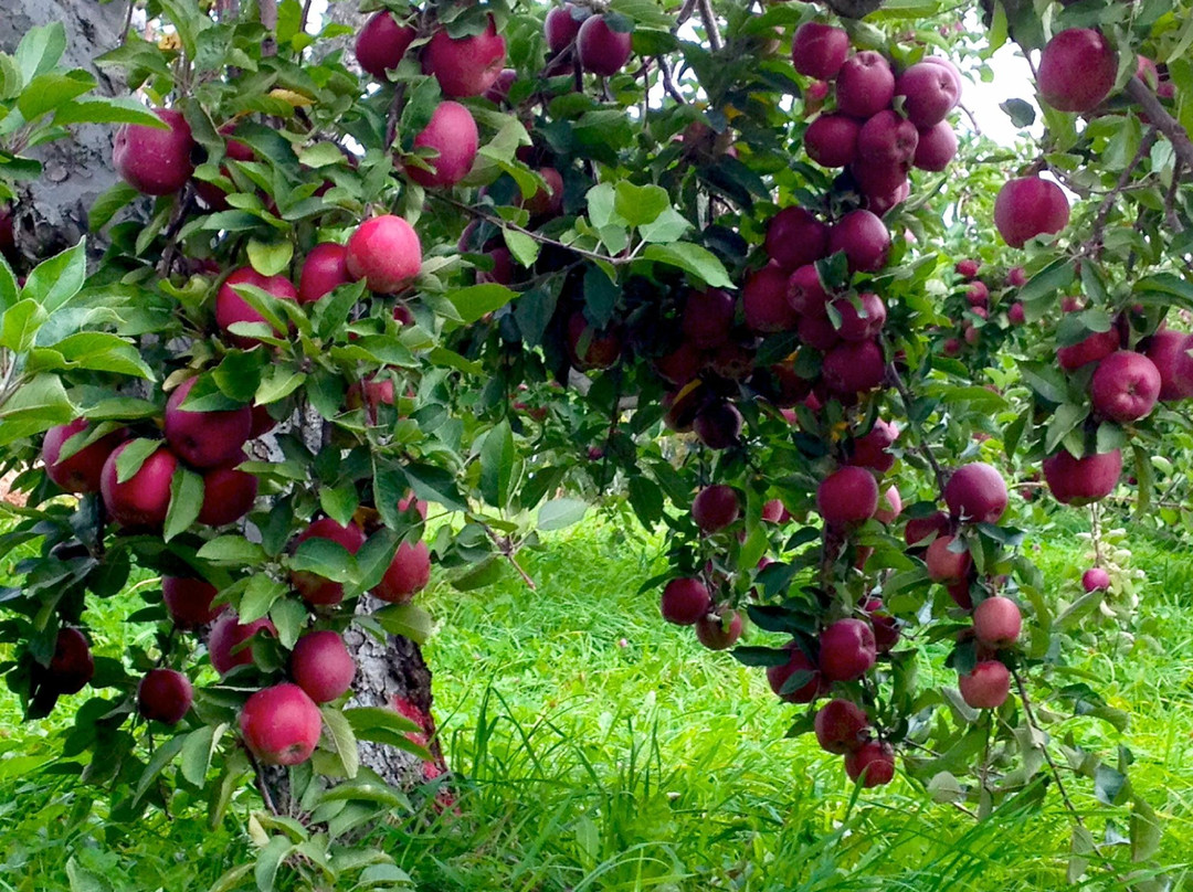Washburn's Windy Hill Orchard景点图片