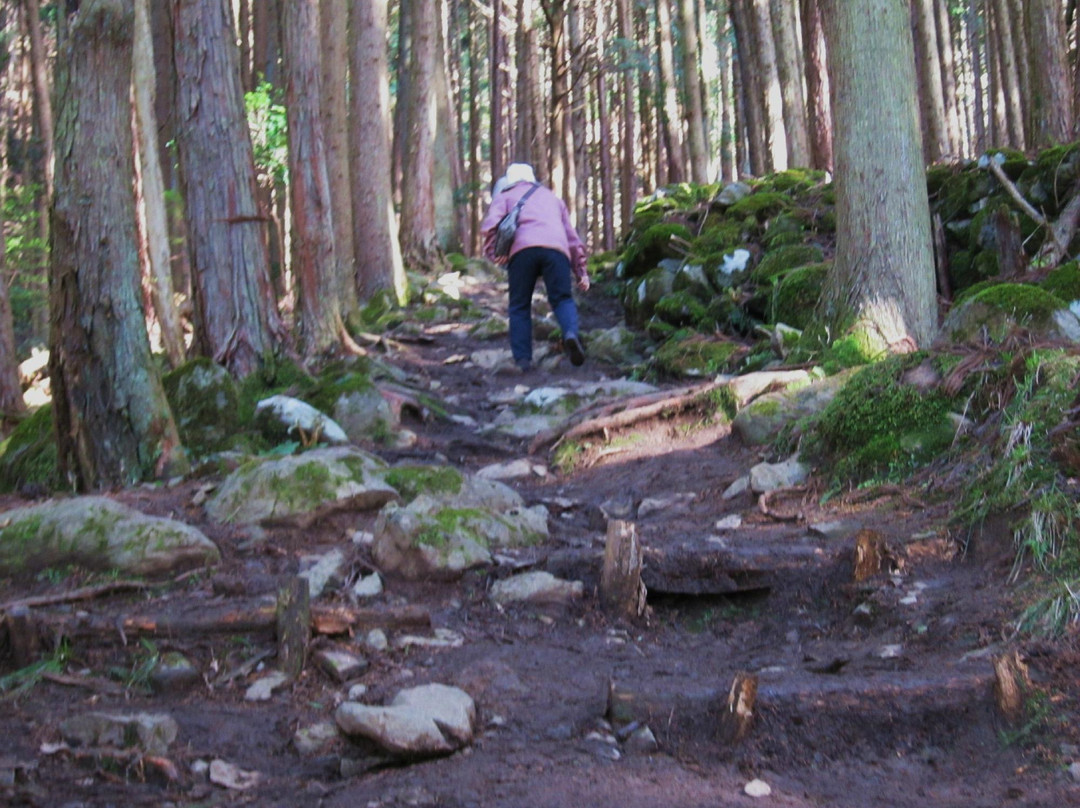 Tarumino Ozakura-养父市必去景点