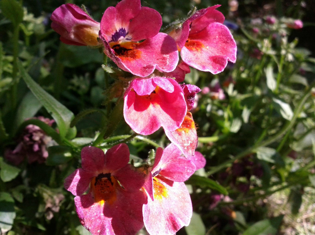 Leaming's Run Gardens景点图片