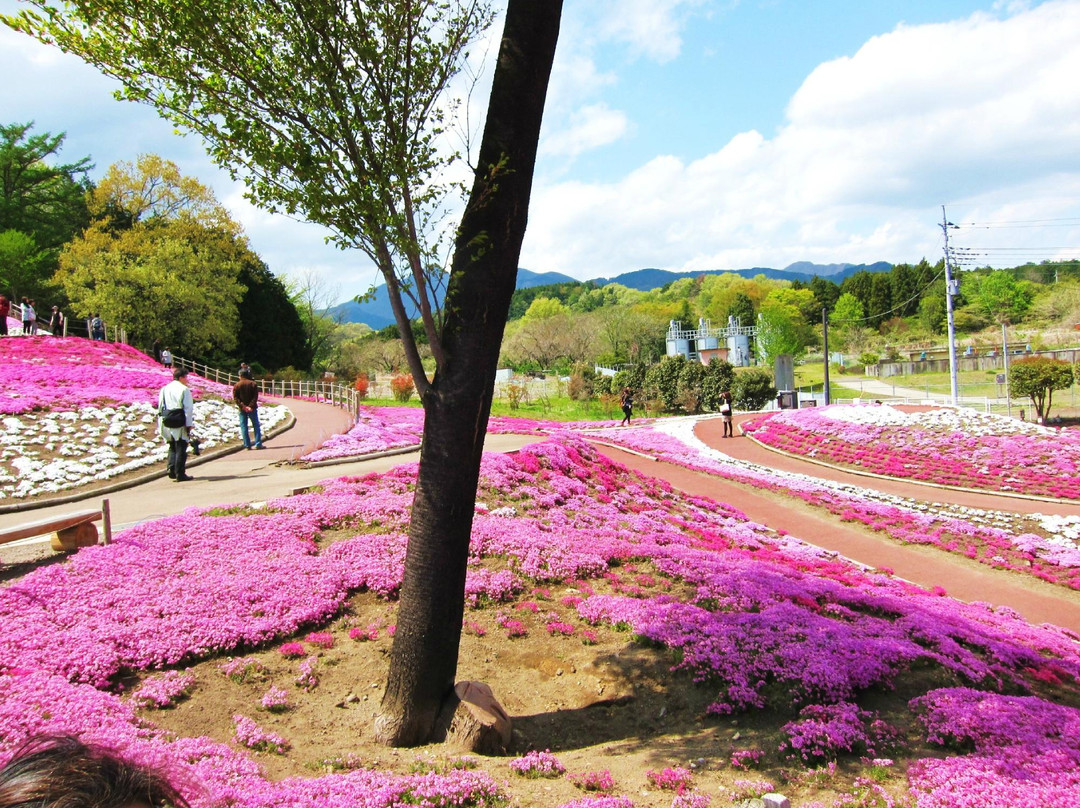 Misato moss phlox Park-高崎市必去景点