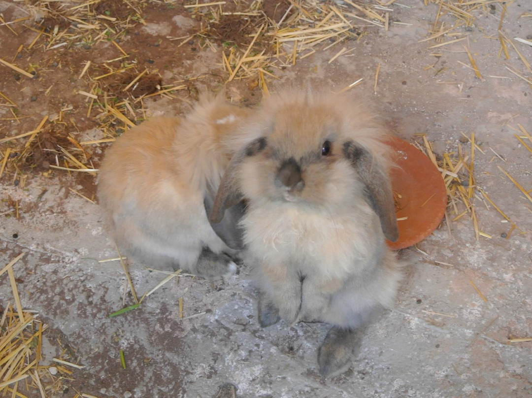 La Ferme Pédagogique-卡萨布兰卡必去景点