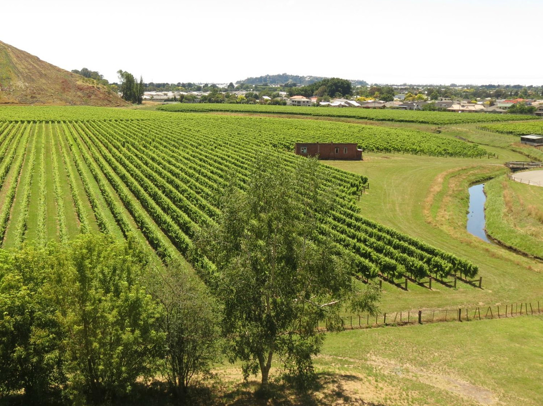 Mission Estate Winery-纳皮尔必去景点