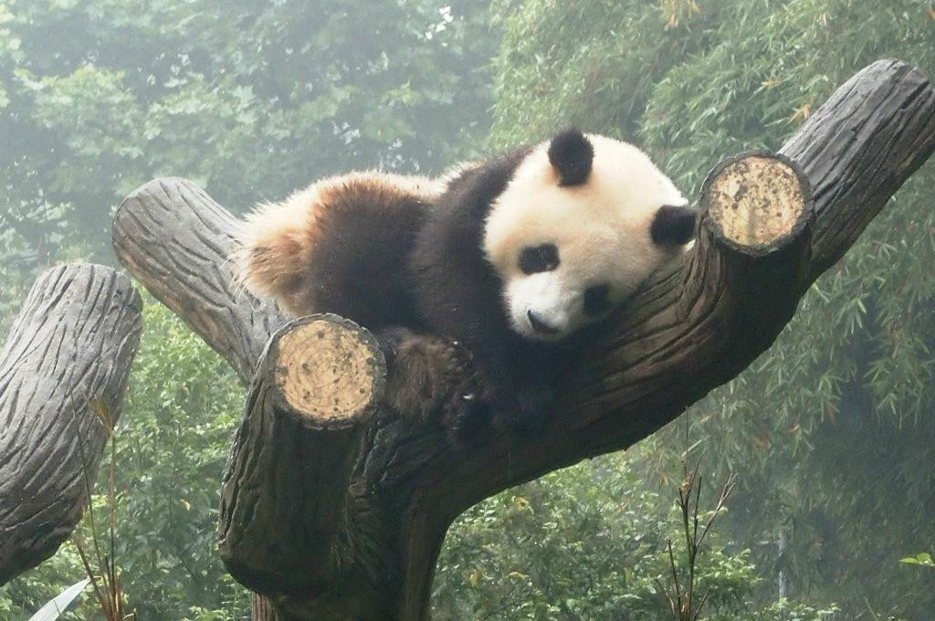 卧龙自然保护区景点图片