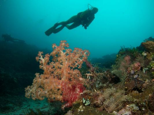 Reef Wreck and Critter - Underwater Photography-图兰本必去景点