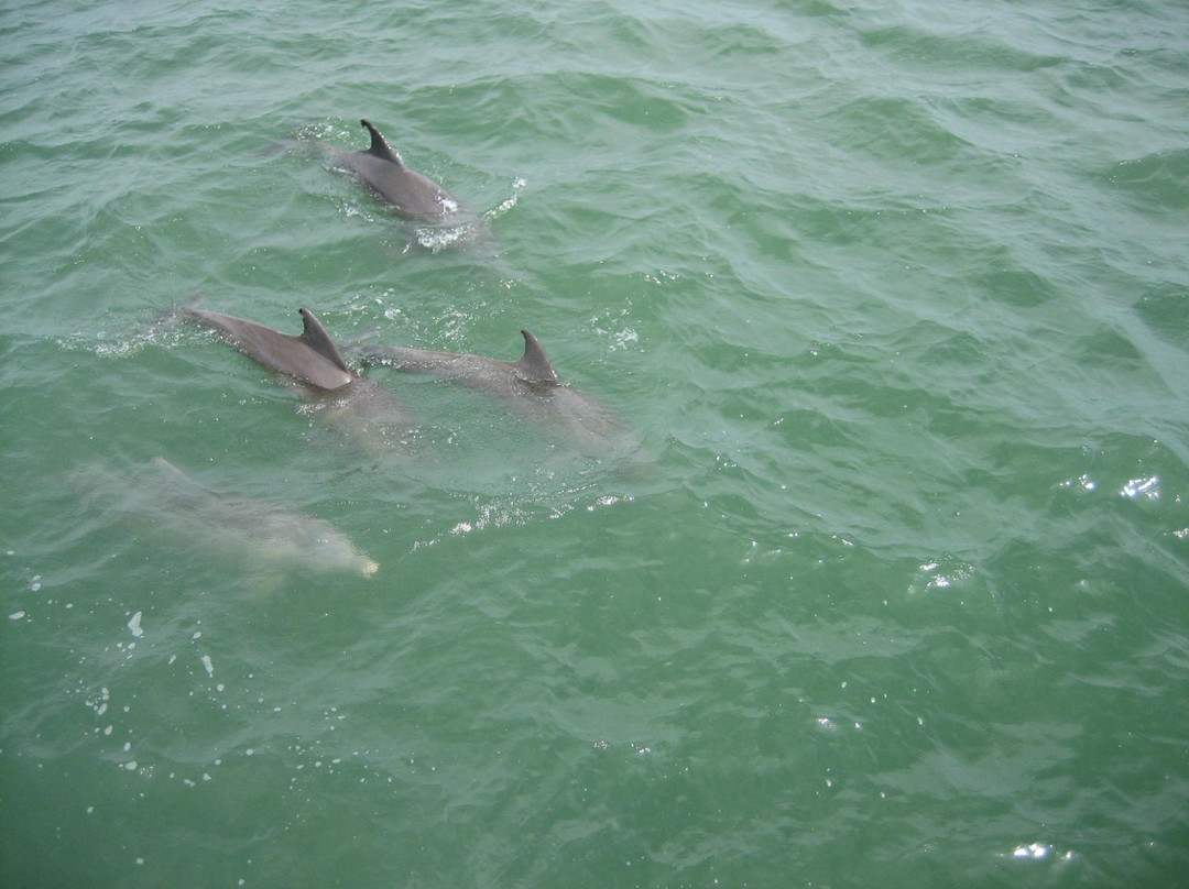 Kohootz Dolphin Encounters-Aransas Pass必去景点