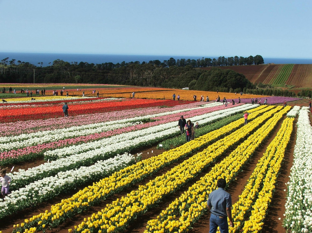 VIP Tours Tasmania - Tours-索雷尔必去景点