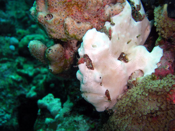 Seaworld Diving Center-马萨阿拉姆必去景点