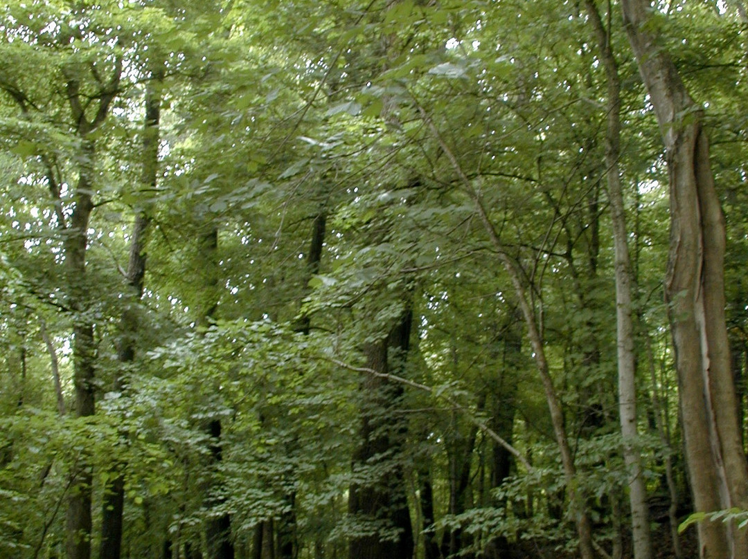 Lacey Keosauqua State Park景点图片