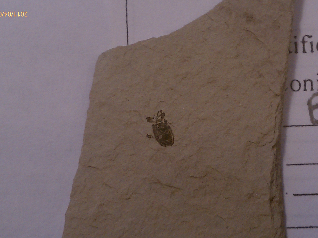 Stonerose Interpretive Center and Eocene Fossil Site景点图片