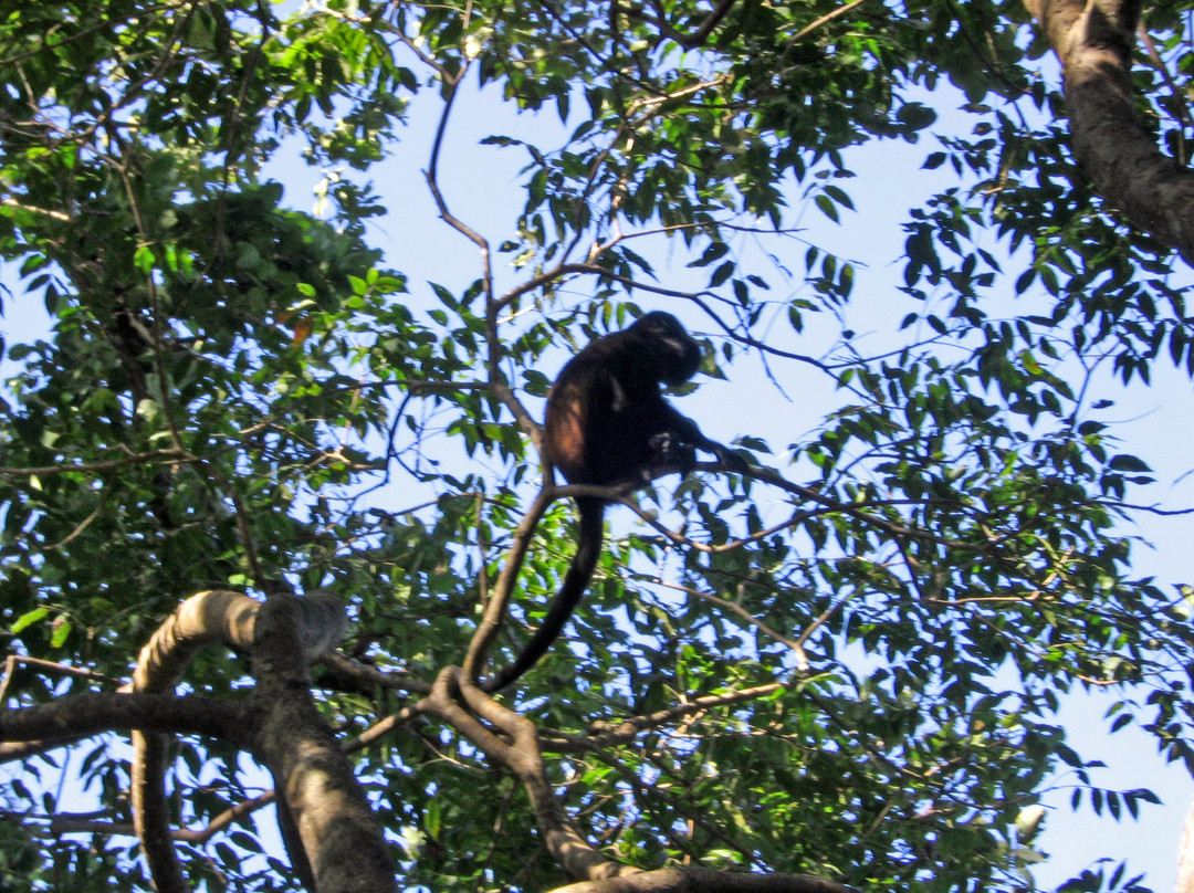 Monkey Jungle Canopy Tour景点图片