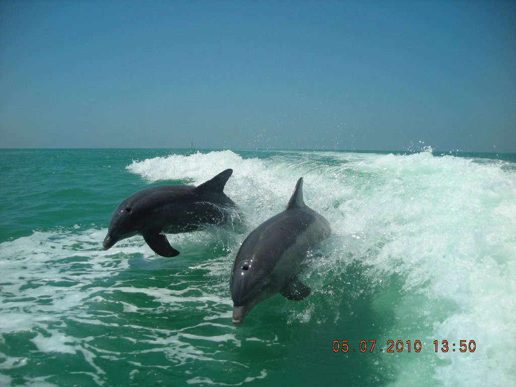 Sanibel Thriller景点图片