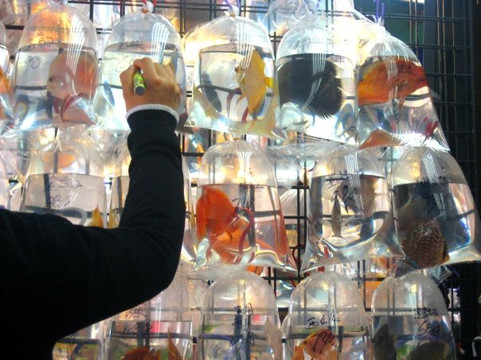 鲤鱼门鱼市-香港必去景点